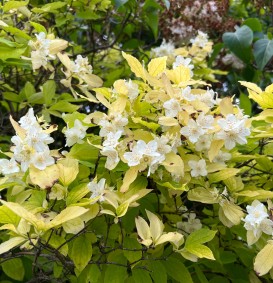 Philadelphus coronarius 'Aureus' (boerenjasmijn) Philadelphus coronarius 'Aureus' (boerenjasmijn)