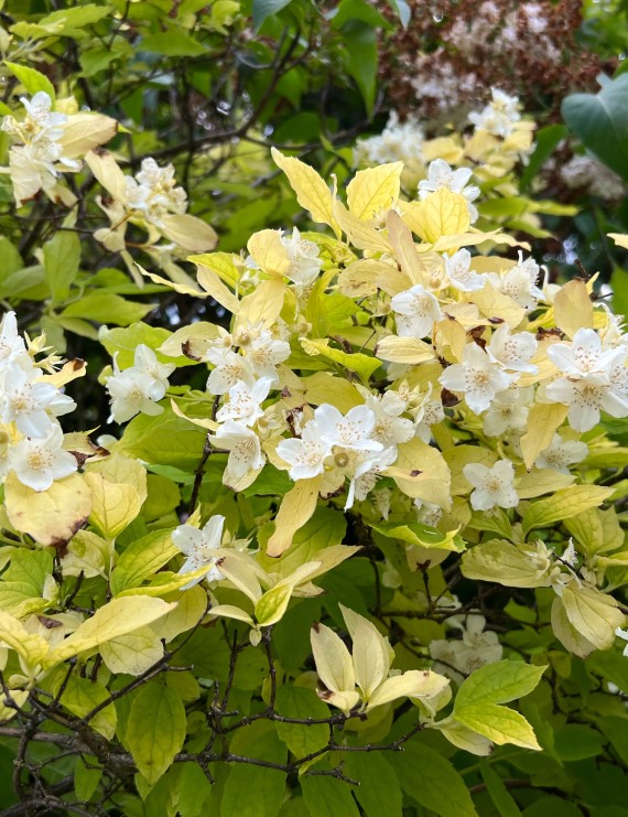 Philadelphus coronarius 'Aureus' (boerenjasmijn)