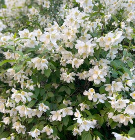 Philadelphus coronarius (boerenjasmijn) Philadelphus coronarius (boerenjasmijn)