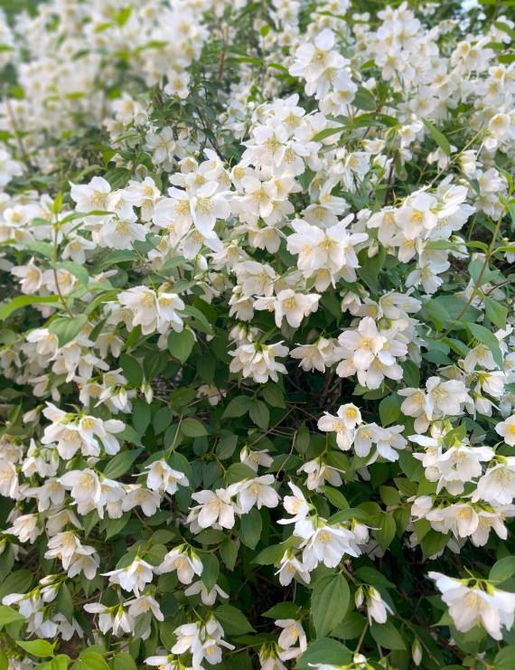 Philadelphus coronarius  (boerenjasmijn)