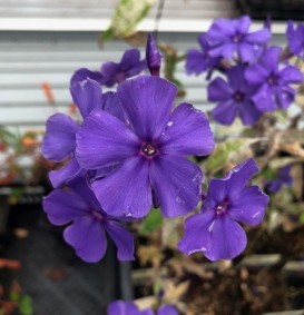 Phlox paniculata 'Amethyst' (Vlambloem - Flox) Phlox paniculata 'Amethyst' (Vlambloem - Flox)
