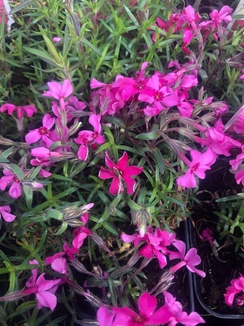 Phlox subulata 'Atropurpurea' (Vlambloem)