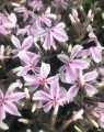 Phlox subulata 'Candy Stripe' (Vlambloem)