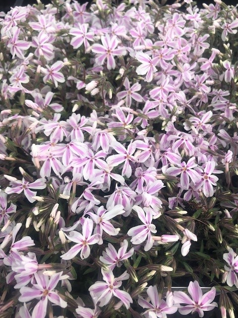 Phlox subulata 'Candy Stripe' (Vlambloem)