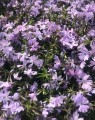 Phlox subulata 'Emerald Cushion Blue' (Vlambloem)