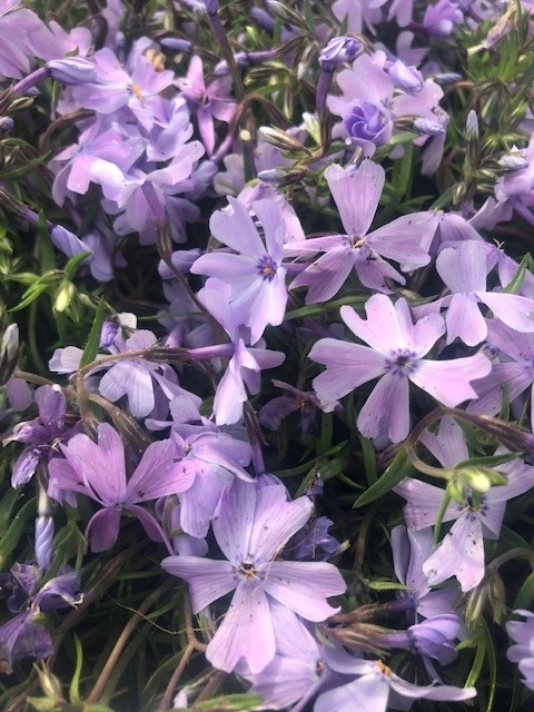 Phlox subulata 'Emerald Cushion Blue' (Vlambloem)