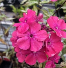 Phlox paniculata 'Rijnstroom' (Vlambloem - Flox) Phlox paniculata 'Rijnstroom' (Vlambloem - Flox)