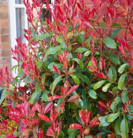 Photinia fraseri 'Red Robin' op stam (Glansmispel)