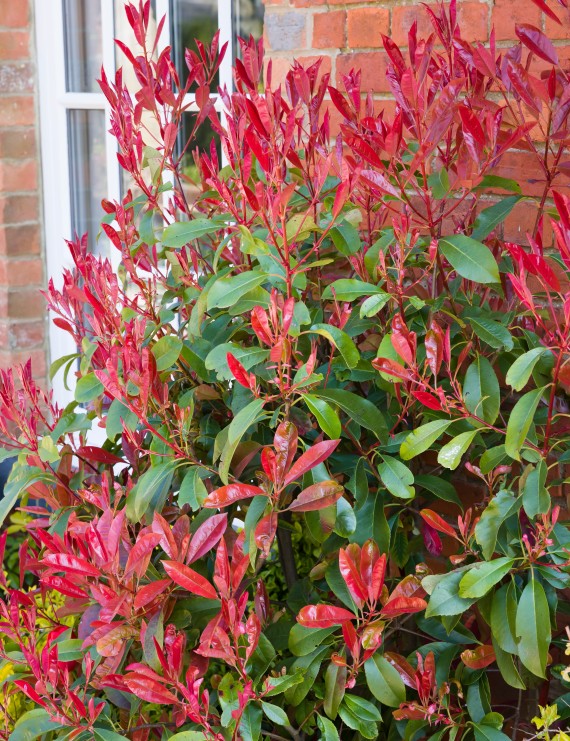 Photinia fraseri 'Red Robin' op stam (Glansmispel)