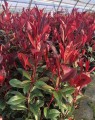 Photinia fraseri 'carré rouge' (Glansmispel)