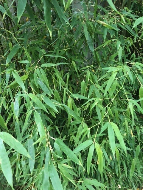 Phyllostachys aurea  (Goudgele bamboe)