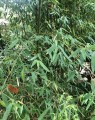 Phyllostachys aurea  (Goudgele bamboe)
