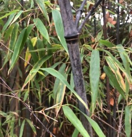 Phyllostachys nigra (Zwarte bamboe)