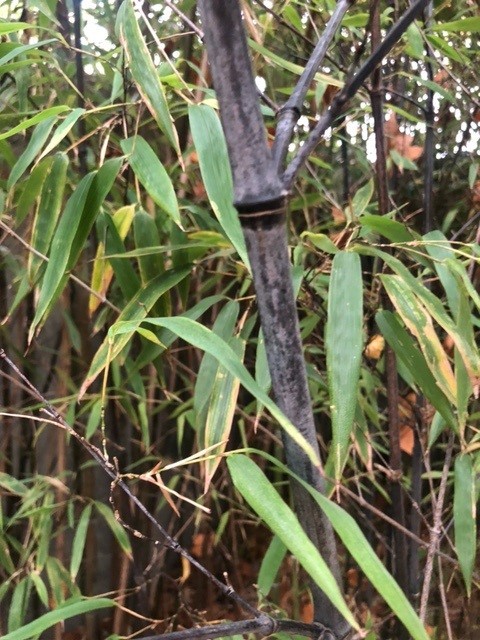 Phyllostachys nigra (Zwarte bamboe)