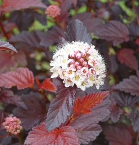 Physocarpus opulifolius 'Diabolo' (Blaasspirea) Physocarpus opulifolius 'Diabolo' (Blaasspirea)