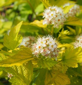Physocarpus opulifolius 'Luteus' (Dart's Gold) (Blaasspirea) Physocarpus opulifolius 'Luteus' (Dart's Gold) (Blaasspirea)
