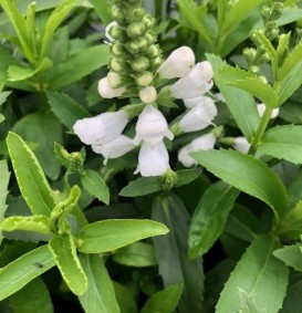 Physostegia virginiana 'Summer Snow' (Scharnierplant)