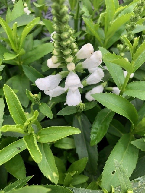 Physostegia virginiana 'Summer Snow' (Scharnierplant)