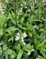 Physostegia virginiana 'Summer Snow' (Scharnierplant)