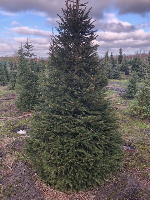 Picea abies  (gewone kerstspar)