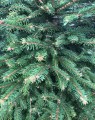 Picea abies  (gewone kerstspar)