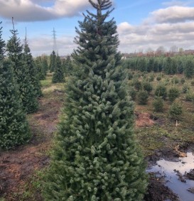 Picea omorika  (Servische spar)