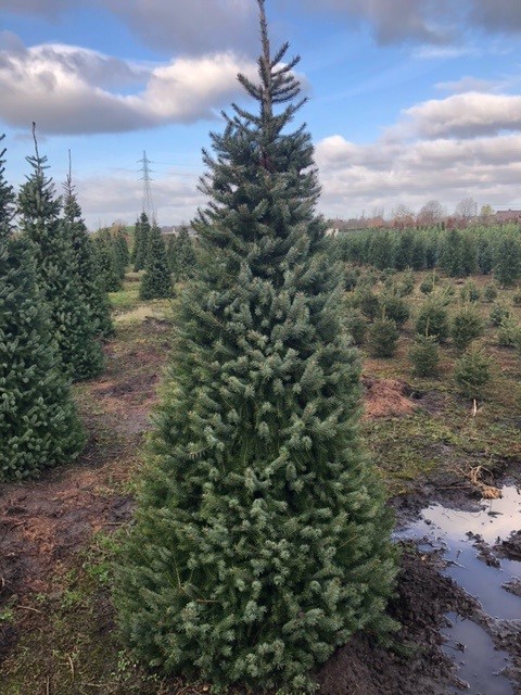 Picea omorika (Servische spar) Picea omorika (Servische spar)