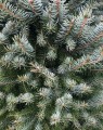 Picea omorika (Servische spar) Picea omorika (Servische spar)