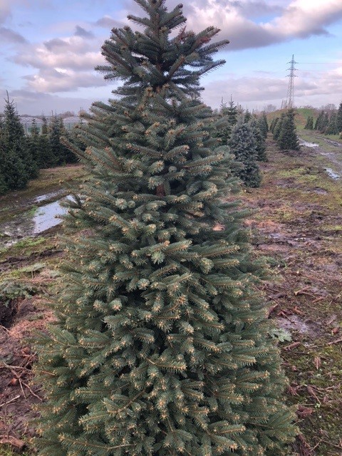 Picea pungens 'Glauca' (Zilverspar)
