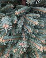 Picea pungens 'Glauca' (Zilverspar)