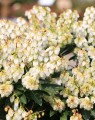 Pieris japonica 'Debutante'
