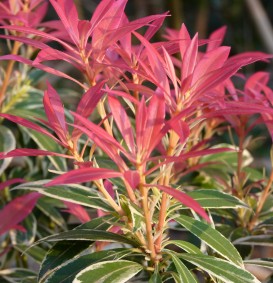 Pieris 'Flaming Silver' (Pieris 'Flaming Silver')