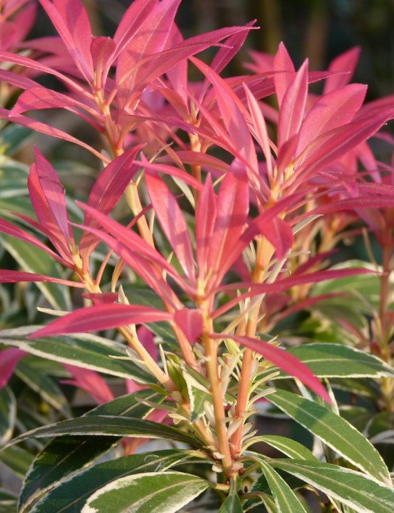 Pieris 'Flaming Silver' (Pieris 'Flaming Silver')