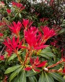 Pieris 'Forest Flame'