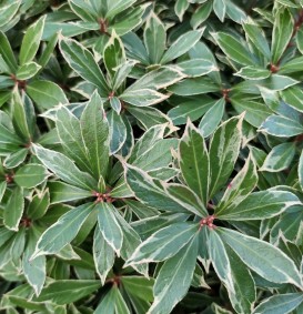 Pieris japonica 'Little Heath Green' (Pieris japonica 'Little Heath Green')