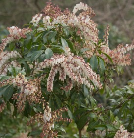 Pieris japonica 'Mountain Fire' (Pieris japonica 'Mountain Fire')