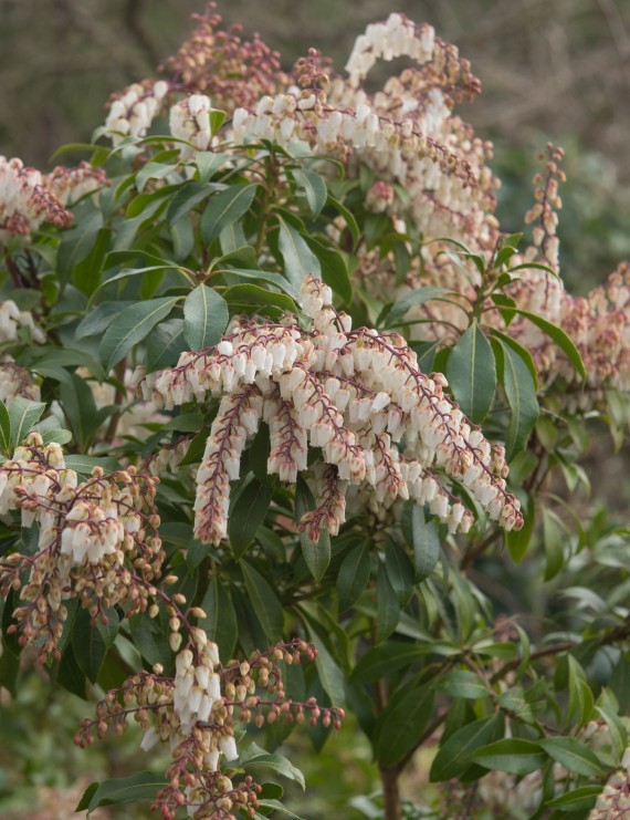 Pieris japonica 'Mountain Fire' (Pieris japonica 'Mountain Fire')