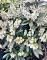 Pieris japonica 'Prelude'