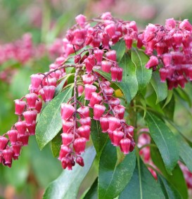 Pieris japonica 'Valley Valentina' (Pieris japonica 'Valley Valentina')