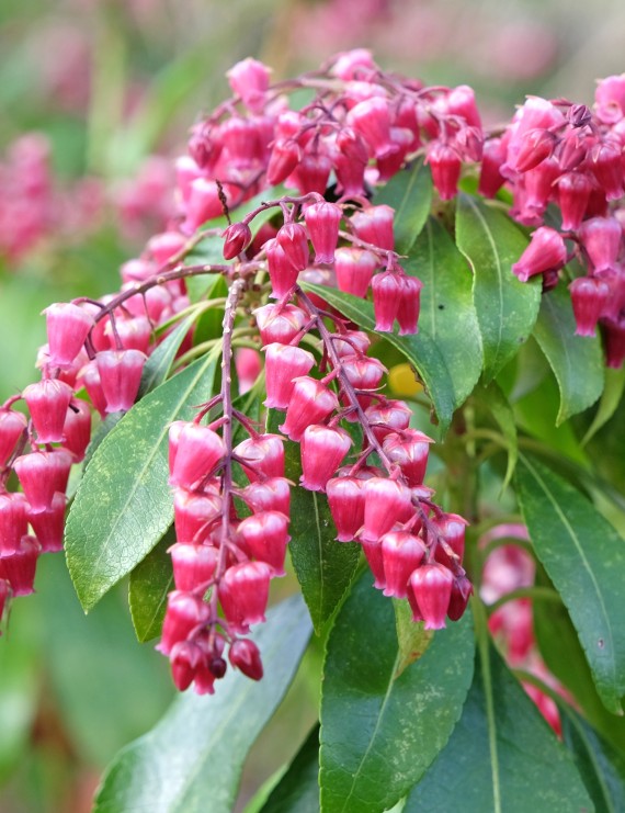 Pieris japonica 'Valley Valentina' (Pieris japonica 'Valley Valentina')