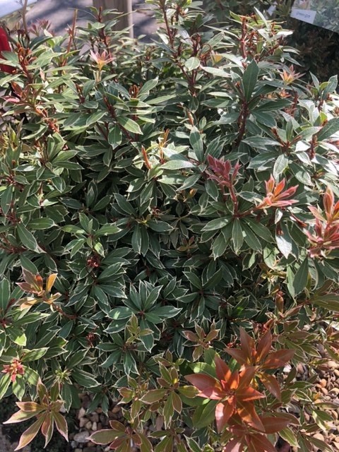 Pieris japonica 'Little Heath'