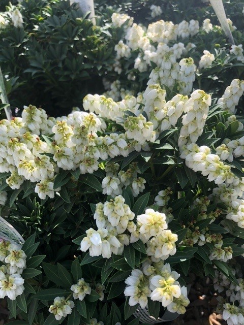 Pieris japonica 'Prelude'