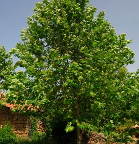 Platanus hispanica   (plataan)