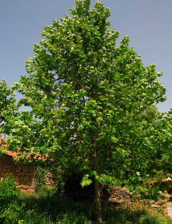 Platanus hispanica (plataan) Platanus hispanica (plataan)