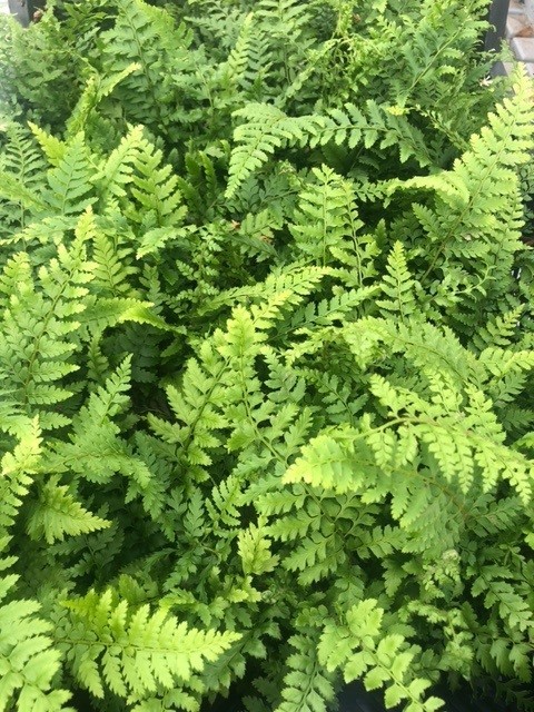 Polystichum setiferum (Naaldvaren)