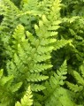Polystichum setiferum (Naaldvaren)