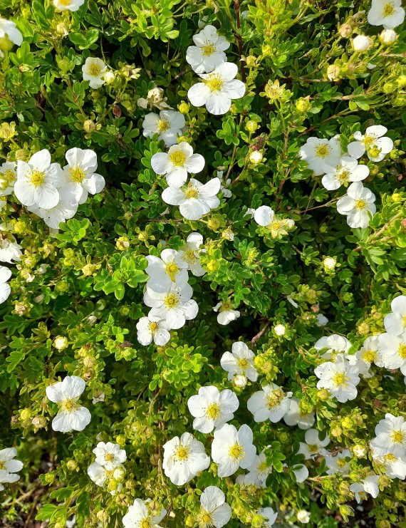 Potentilla fruticosa 'Abbotswood' (Vijfvingerkruid of Ganzerik)