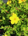 Potentilla fruticosa 'Goldfinger' (vijfvingerkruid of ganzerik)