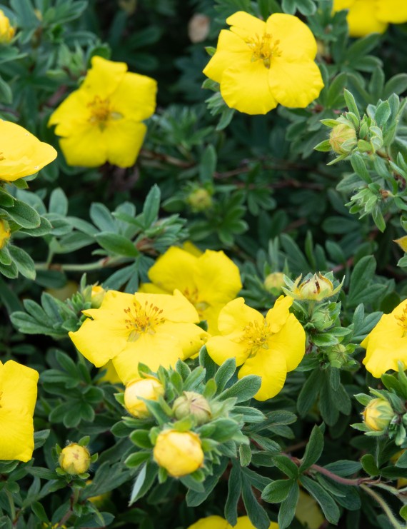 Potentilla fruticosa 'Goldstar' (Vijfvingerkruid of ganzerik)