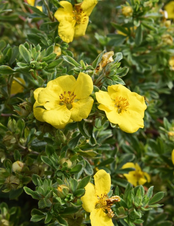 Potentilla fruticosa 'Goldteppich' (Vijfvingerkruid of ganzerik)